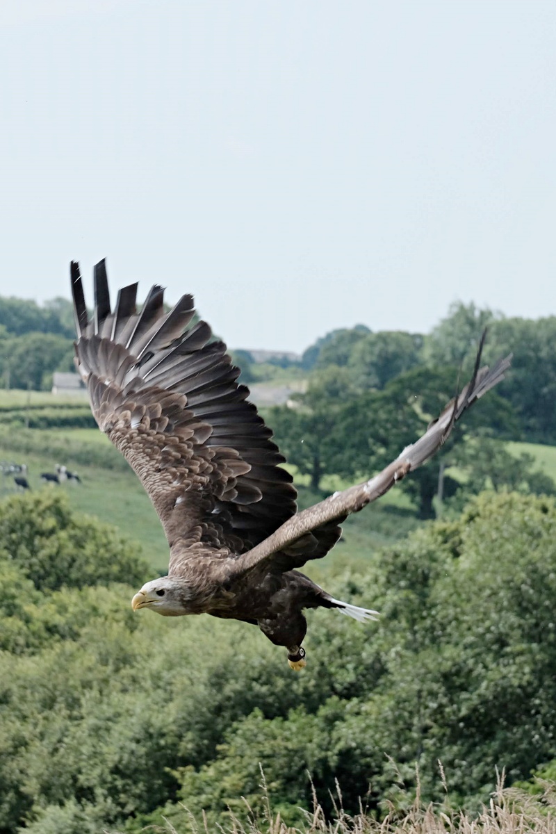 Photographing wildlife (birds) with the XC50-230mm – One Camera One ...