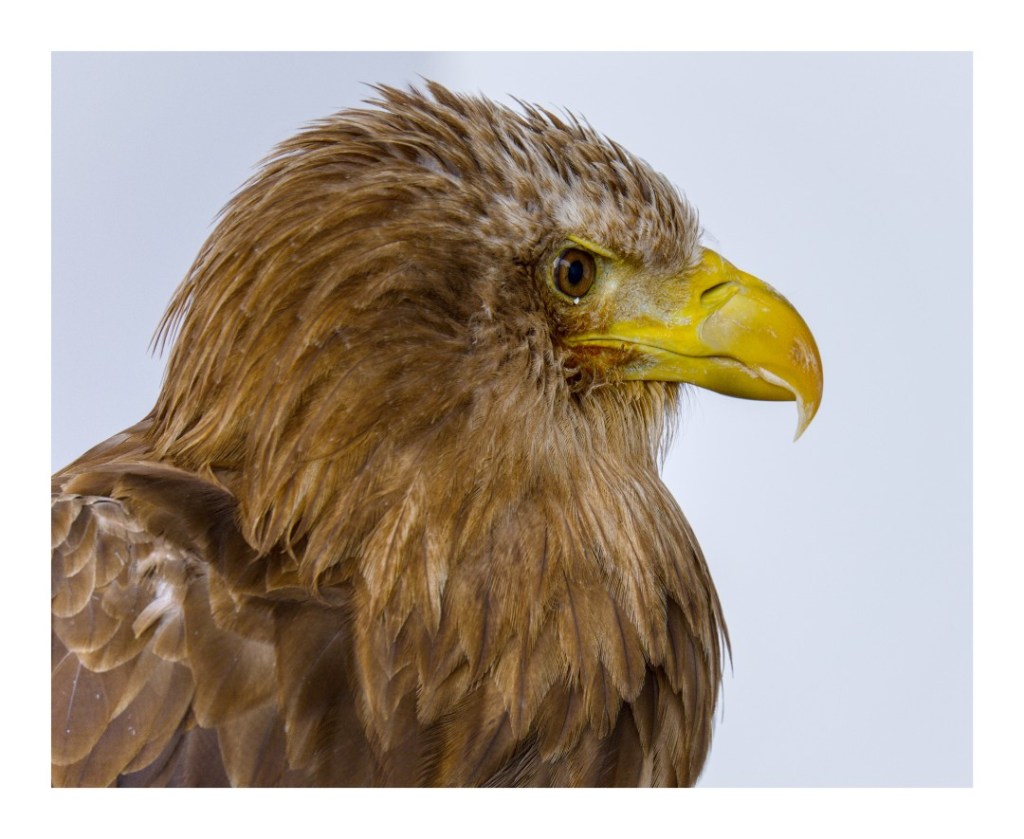A visit to the National Botanic Garden of Wales – One Camera One Lens ...