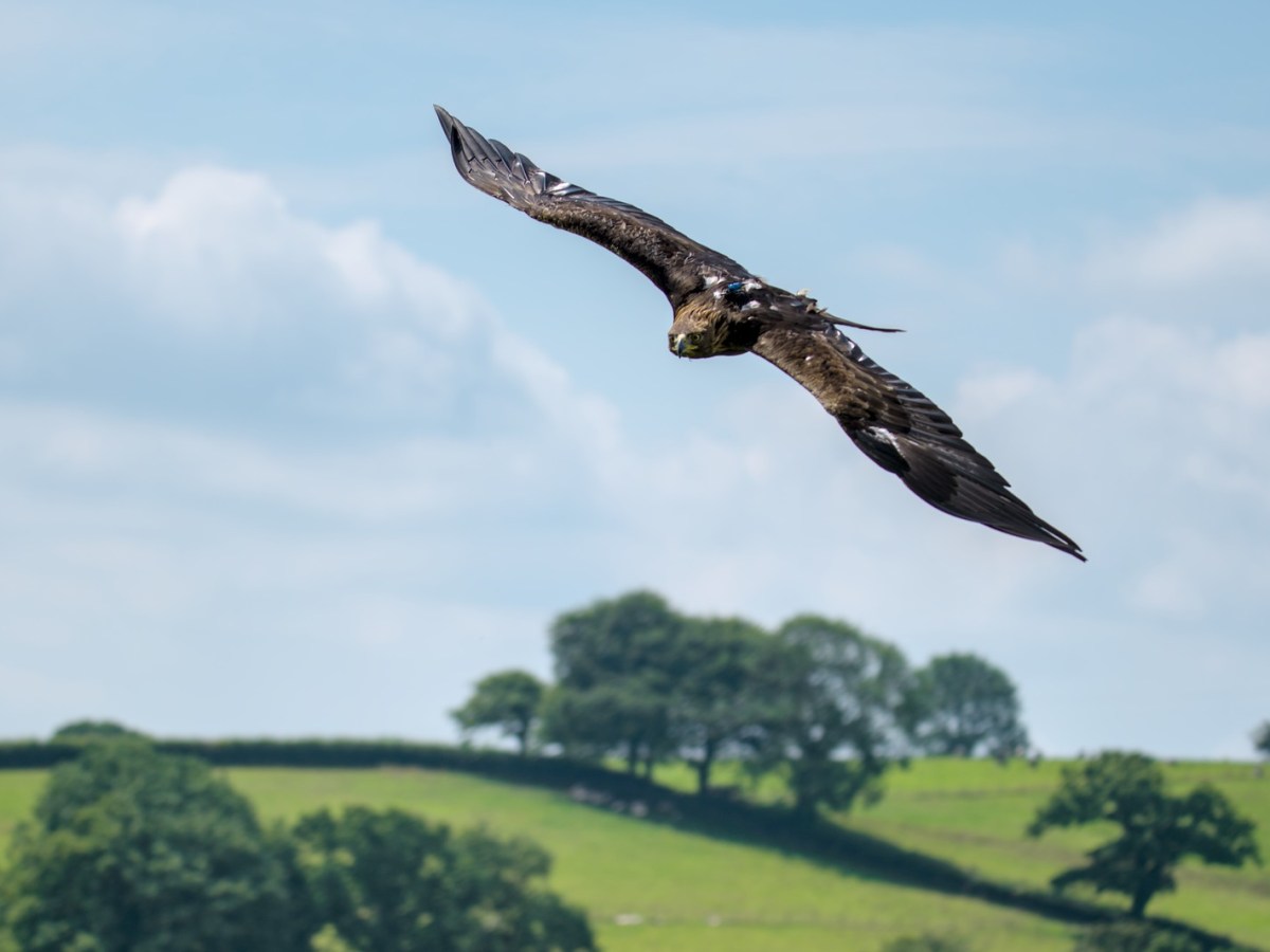 The One Way Of Getting Better Wildlife Images That Amateurs Never Tell&nbsp;You