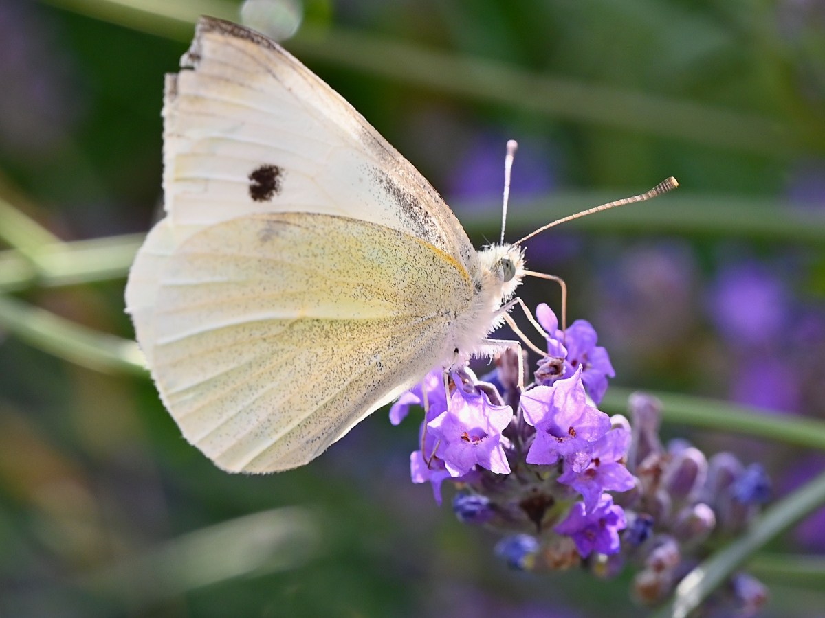Butterflies And Bees