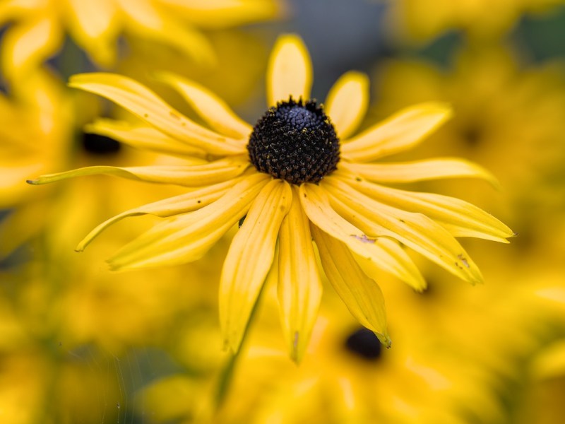 I’ve Never Used “De-Noise” On An Image With My Nikon Z&nbsp;Cameras