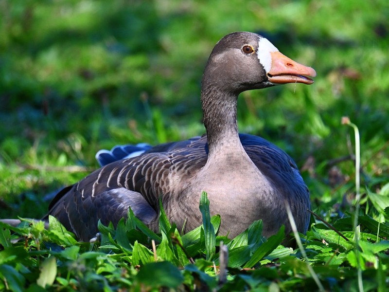 Birds! And More At&nbsp;Llanelli.