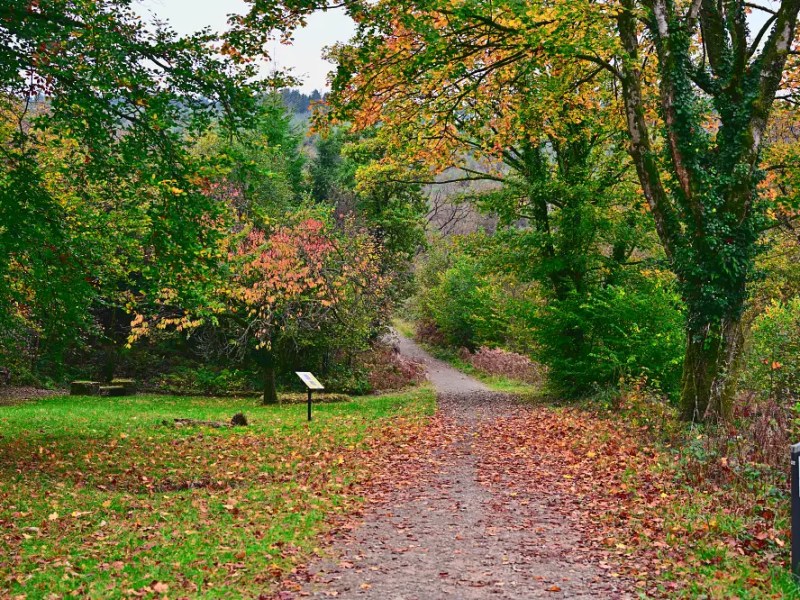 An Autumn Walk With The ZF And Z50mm 1.4 Lens. Straight From&nbsp;Camera.