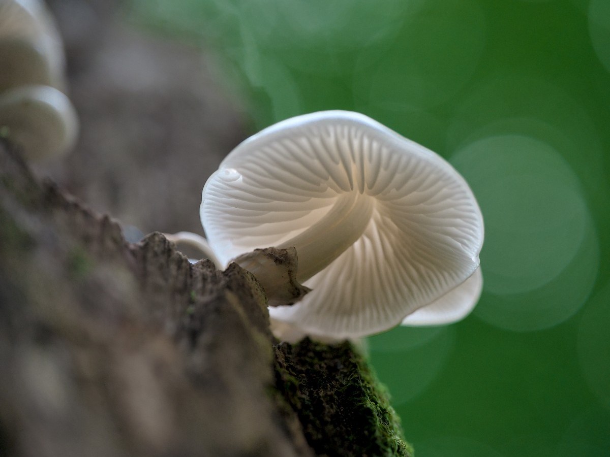 Mushrooms And Autumn