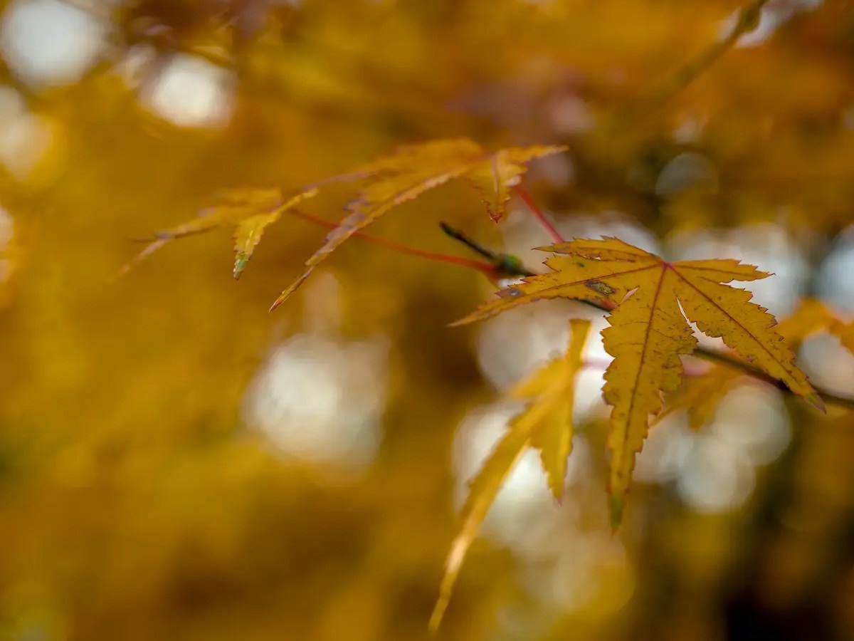 The End Of Autumn – In&nbsp;Images