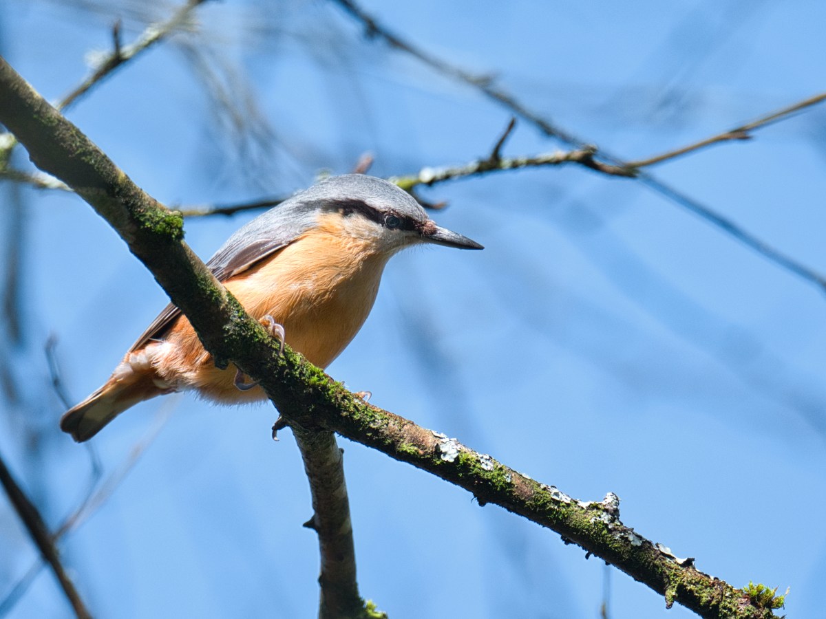 A Waterfall, Some Monochrome, A Squirrel And&nbsp;Birds
