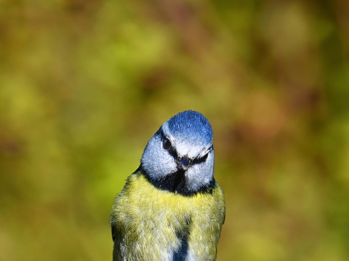 A Blue Tit