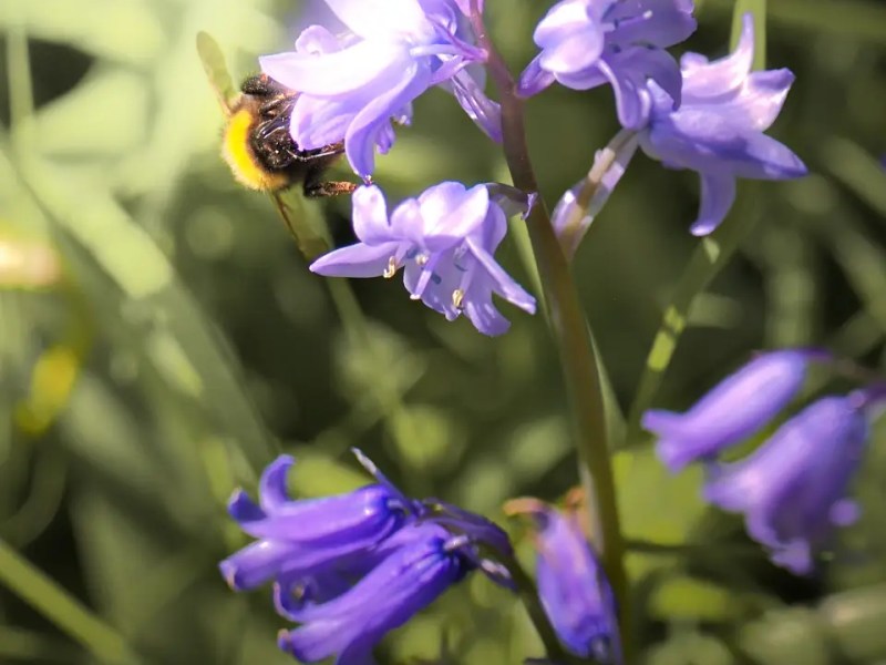 Bee And Bluebell