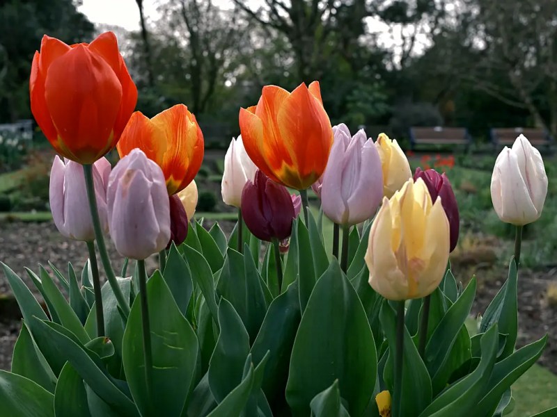 A Spring Walk In The&nbsp;Park