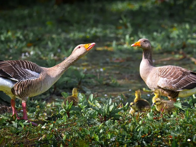 Greylag Geese
