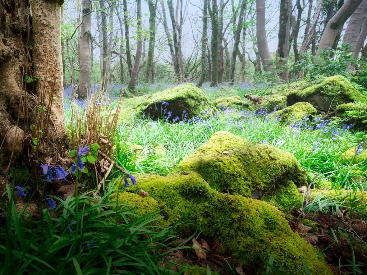 It Is Bluebell&nbsp;Season!