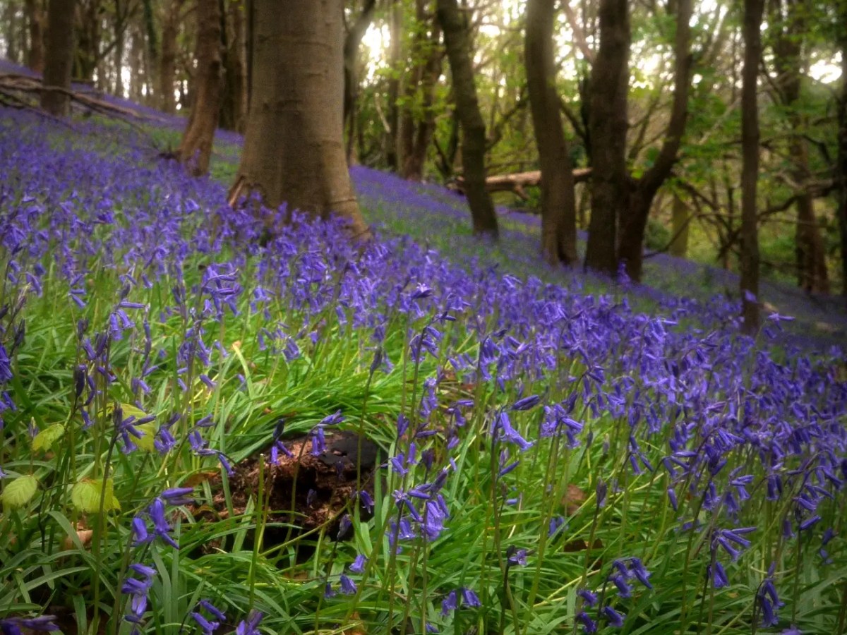 Bluebells – Part 2 (RapidRaw&nbsp;Edits)