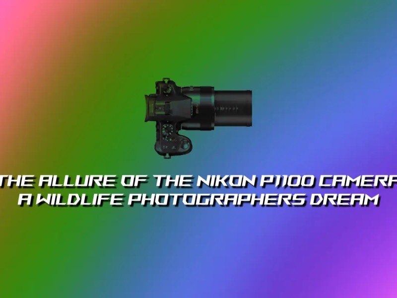 The Allure of the Nikon P1100 Camera – A Wildlife Photographers&nbsp;Dream
