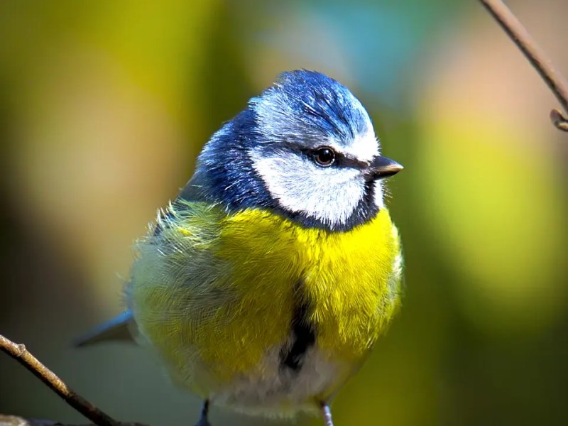 A Lovely Tit