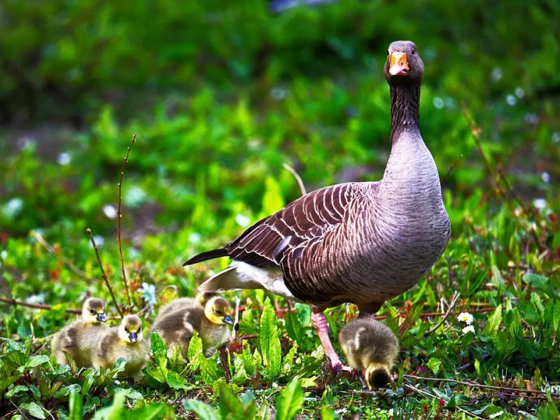 WWT Llanelli Bird Sanctuary (Pt1 –&nbsp;Nikon)