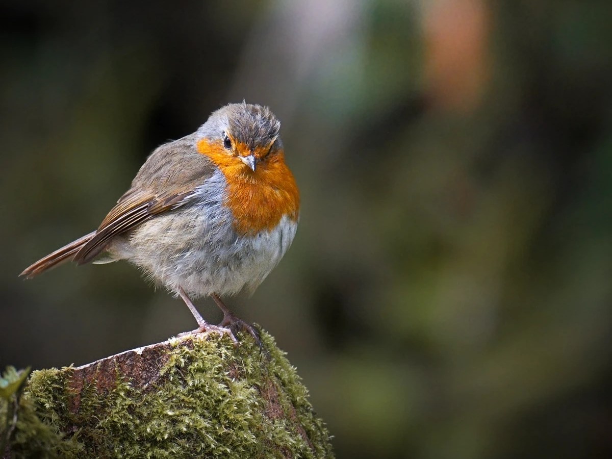 A Robin Sits And&nbsp;Sings