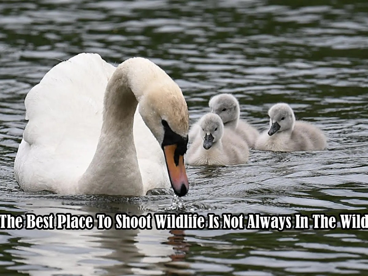 The Best Place To Shoot Wildlife Is Not Always In The&nbsp;Wild
